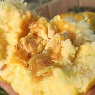 老品种面瓜黄皮面瓜山东甜瓜老人爱吃