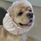 宠物头饰猫狗马尔济斯约克夏长发吃饭防脏弹力蝴蝶结可爱头套