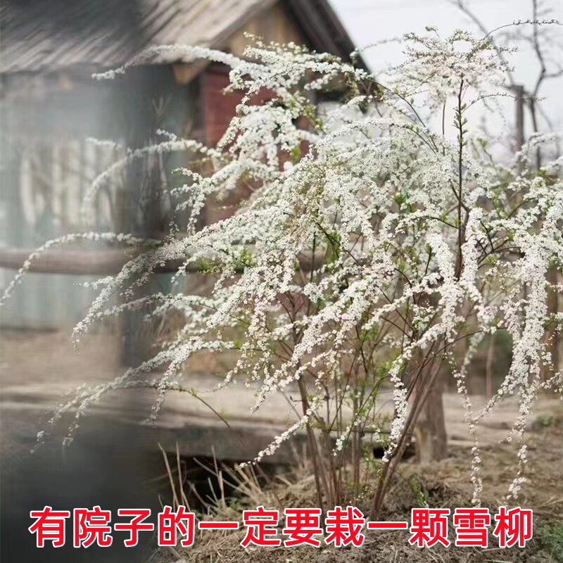 雪柳树苗喷雪花苗盆栽花卉庭院阳