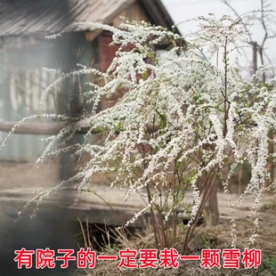 雪柳树苗喷雪花苗盆栽花卉庭院阳台珍珠梅多分枝开花机器雪梅耐寒