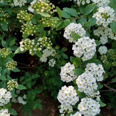 小手球喷雪花绣线菊苗