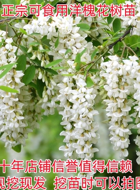 洋槐花树苗洋槐树刺槐树苗槐树苗食用槐花树苗白色洋槐花树庭院载
