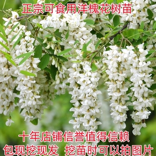 洋槐花树苗洋槐树刺槐树苗槐树苗食用槐花树苗白色洋槐花树庭院载