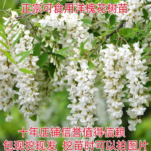 洋槐树苗开的花可以食用