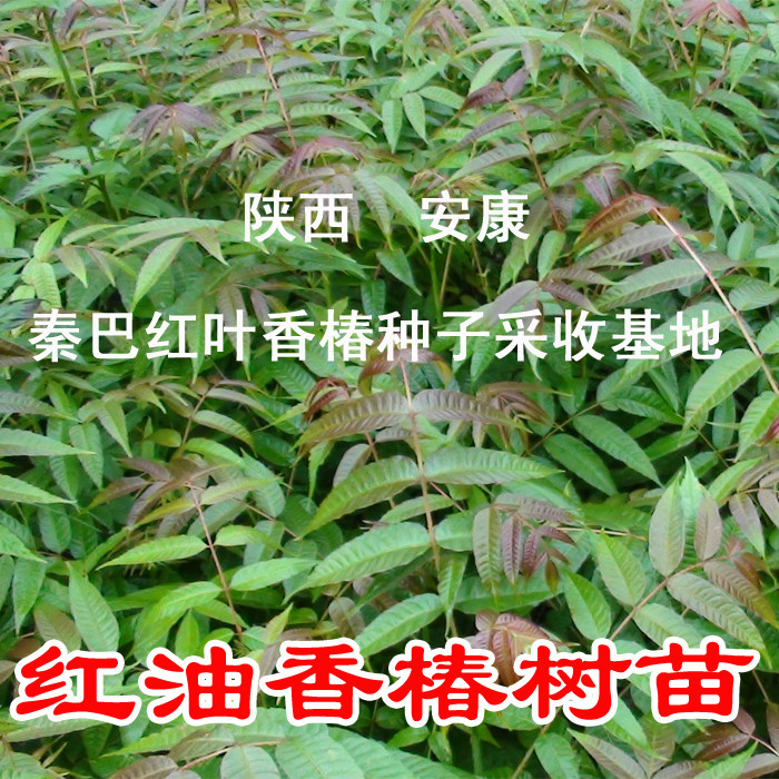 秦巴红叶四季林木油椿芽树籽特惠