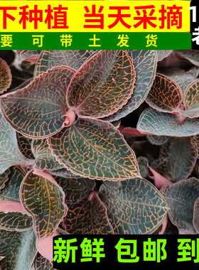 食用金线莲新鲜特级深山林下原生态种植7个月整株现摘福建特产