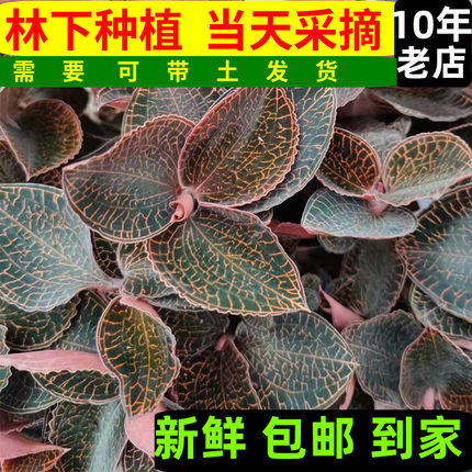 食用金线莲新鲜特级深山林下原生态种植7个月整株现摘福建特产