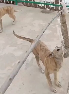 猎兔狗仿真假兔子细狗灵缇马犬二特幼犬开口神器bb叫哨子训狗专用