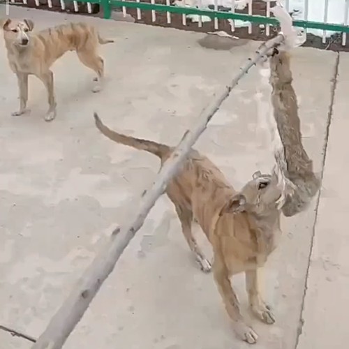 猎兔狗仿真假兔子细狗灵缇马犬二特幼犬开口神器bb叫哨子训狗专用