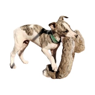 猎鸡犬户外遛狗猎兔狗开口神器BB哨子细狗灵缇惠比特幼犬仿真兔子