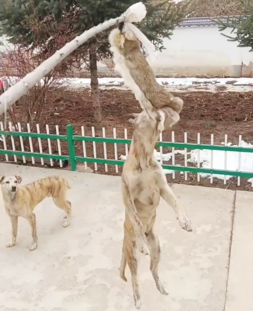 bb哨子猎鸡犬户外遛狗猎兔狗开口神器送训狗秘籍细狗灵缇二特幼犬