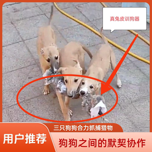 幼犬开口神器细狗灵缇惠比特训练专用小猎狗猎犬猛犬咬布仿真兔子