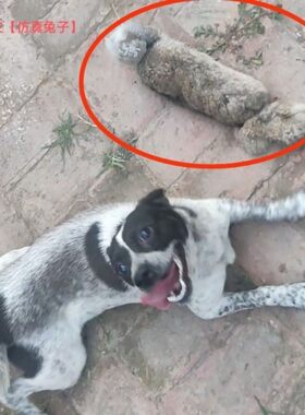 仿真兔子训狗猎兔犬幼犬开口神器细狗灵缇惠比特训练专用猎犬咬布