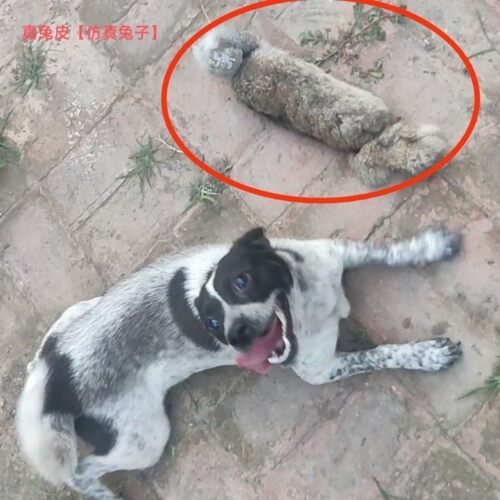 猎鸡户外遛狗猎兔狗开口神器BB哨子细狗灵缇惠比特幼犬仿真假兔子