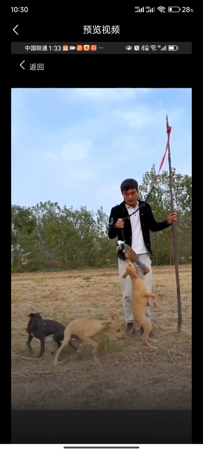 幼犬开口神器细狗灵缇惠比特训练专用小猎狗猎犬猛犬咬布仿真兔子