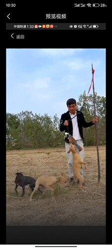 幼犬开口神器细狗灵缇惠比特训练专用小猎狗猎犬猛犬咬布仿真兔子