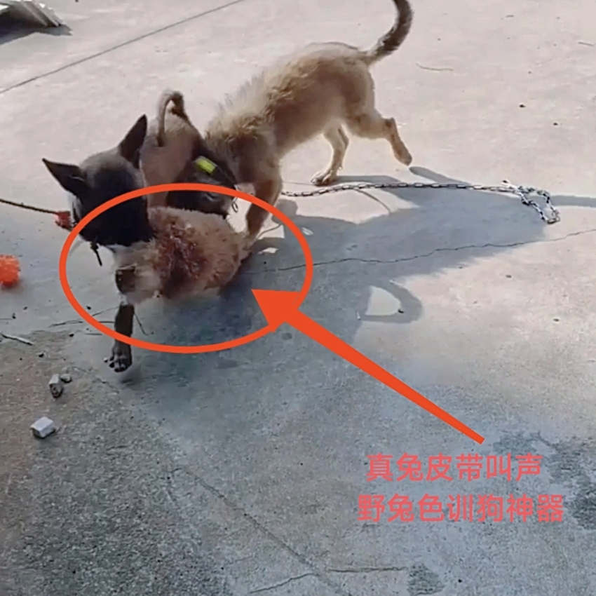 猎狗户外遛狗神器猎兔狗开口训练细狗格力灵缇惠比特狗场跑狗专用