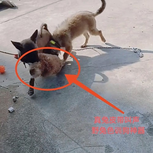 猎狗户外遛狗神器猎兔狗开口训练细狗格力灵缇惠比特狗场跑狗专用