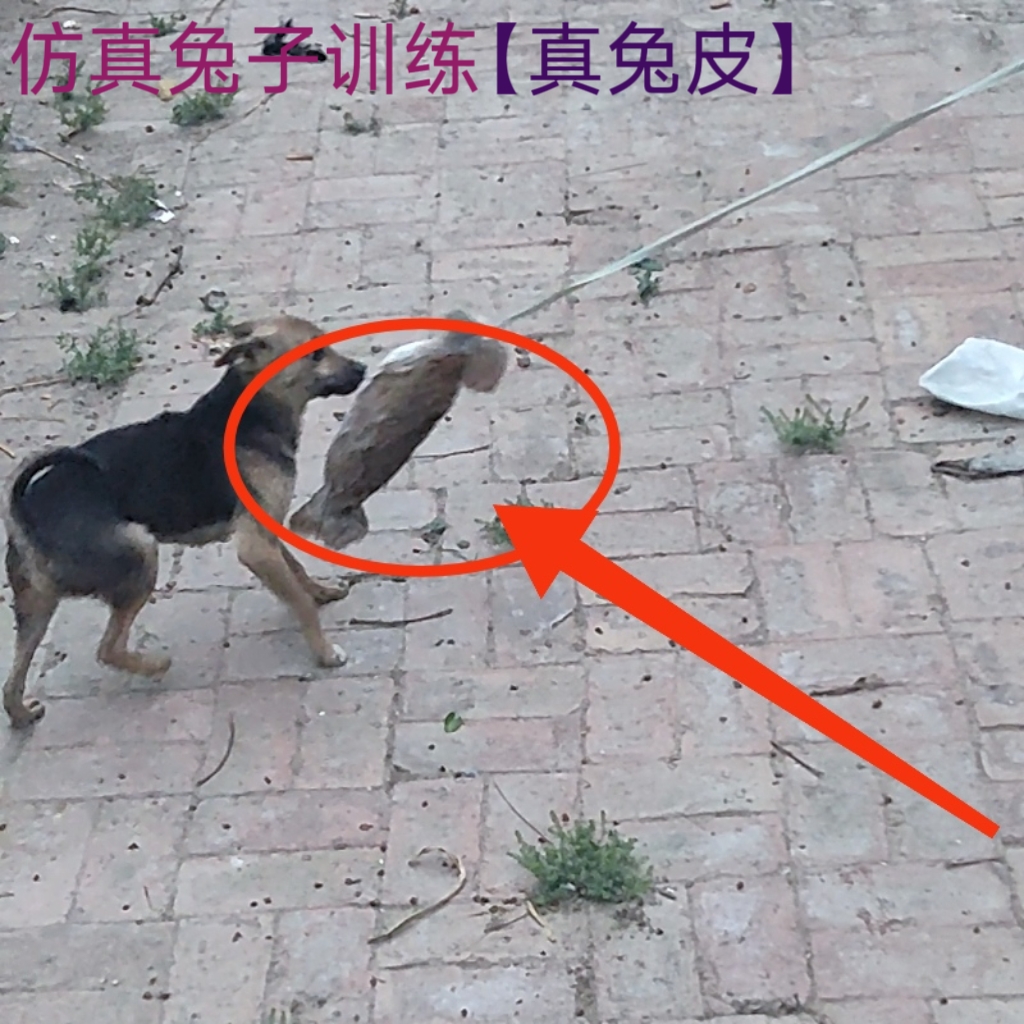 小幼犬训狗器刺激叫声真兔皮制作灵缇猎兔犬开口神器户外遛狗玩具