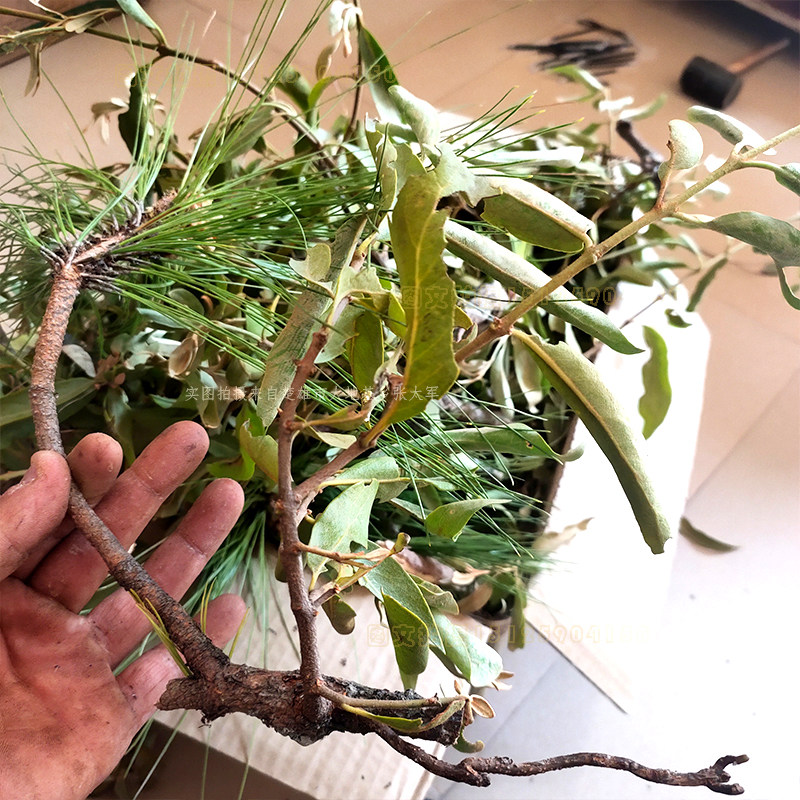 云南山区松树寄生茶松树寄生草