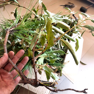 云南山区松树寄生茶松树寄生草