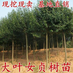 四季发财树高杆女贞树苗木庭院四季常青风景树大叶女贞树苗美满树