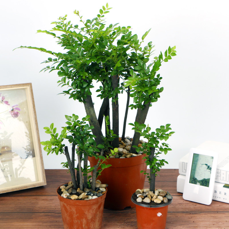小叶紫檀树苗紫檀盆景黑骨茶四季常青植物室内外观叶盆栽净化空气