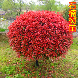红叶石楠球小苗庭院别墅绿化苗木四季常青盆栽红罗宾篱笆景观耐寒