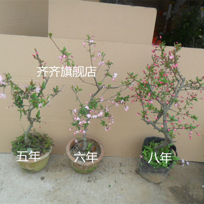 垂丝西府北美海棠老桩盆景苗花卉