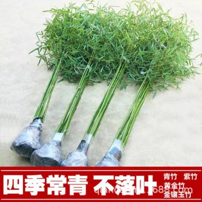 竹子苗庭院别墅紫竹黄金竹青竹