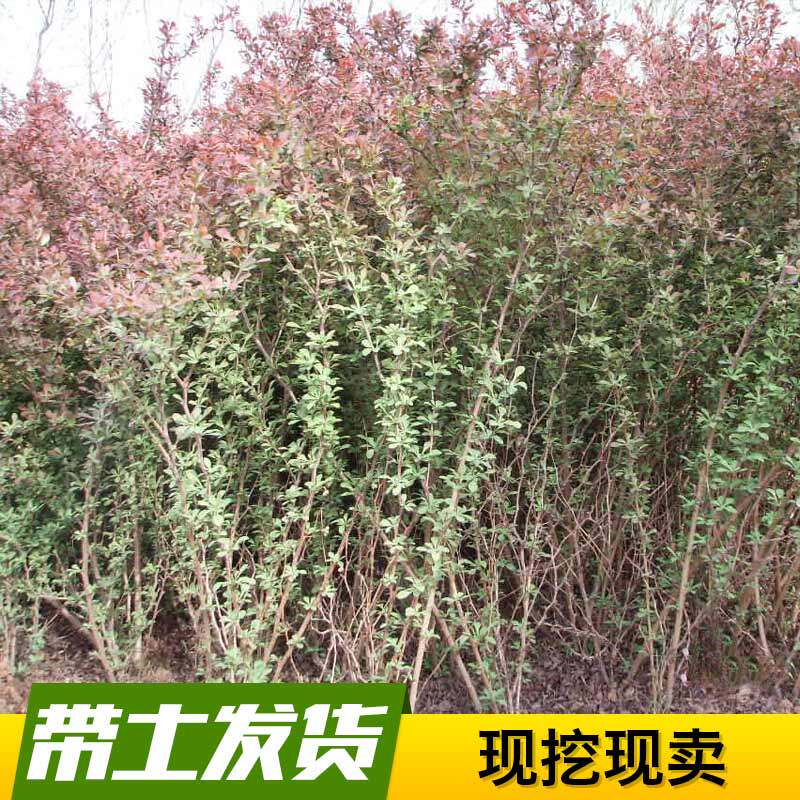 红叶小檗庭院耐寒带刺绿篱紫叶红叶小波球小苗色块彩色小区绿化苗