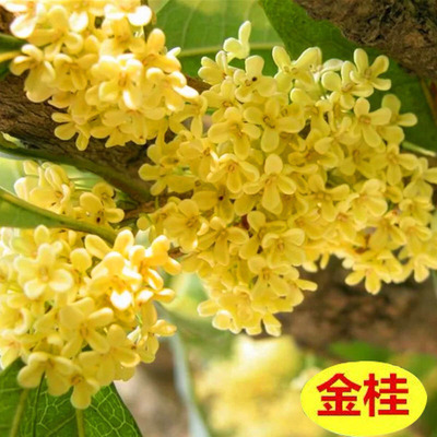 庭院耐寒桂花盆栽室内四季桂金桂丹桂沉香桂桂花苗浓香花卉桂花