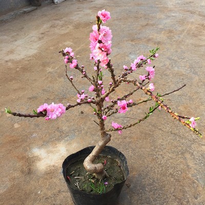 寿星桃花碧桃观赏桃花盆栽矮壮型重瓣老桩盆景室内外地栽耐寒花卉