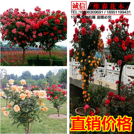 庭院室内高杆树形树状月季花树桩月季大花月季盆栽玫瑰树花镜盆景
