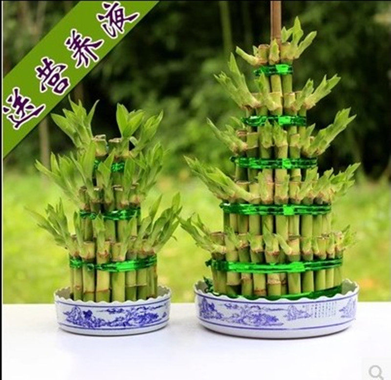 富贵竹开运竹 竹塔水培绿植盆栽节节高 办公室桌面盆景带底盆发货