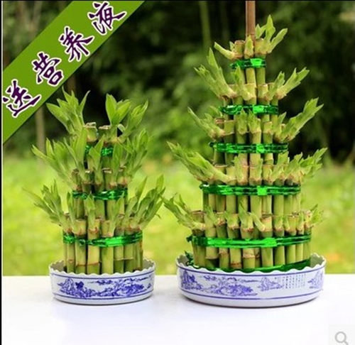 富贵竹开运竹竹塔水培节节高绿植