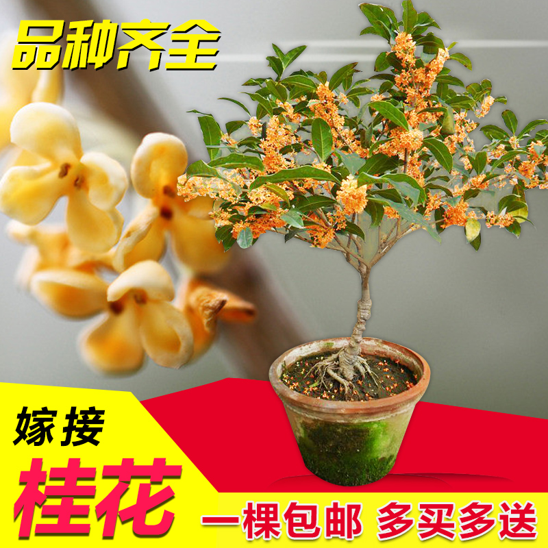 耐寒嫁接桂花树苗盆栽四季桂金桂