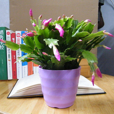 蟹爪兰盆栽带花苞多色花苗四季绿植花卉植物室内螃蟹爪莲开花好养