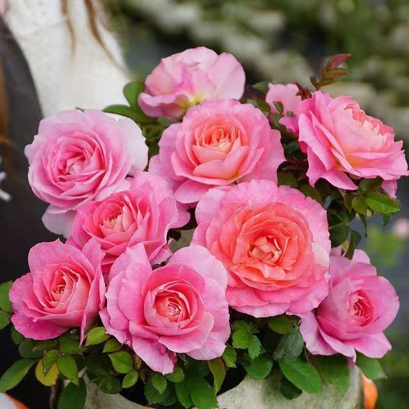 海神王阳台  大花多头抗病微型阳台系列玫瑰勤花盆栽 大花勤花,鲜花速递/花卉仿真/绿植园艺,月季/蔷薇/玫瑰,淘宝优惠券,粉丝福利购,淘宝优惠卷