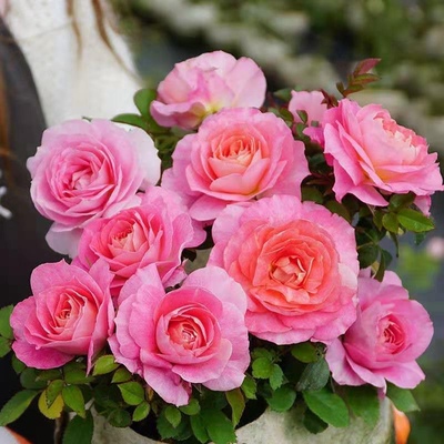 海神王阳台  大花多头抗病微型阳台系列玫瑰勤花盆栽 大花勤花