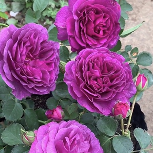 比利时超级香月季 蓝紫色浓香玫瑰耐寒阳台庭院花卉绿植月季