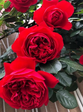 佛罗伦萨/弗洛伦蒂娜 正红色多季藤本月季庭院攀援花卉