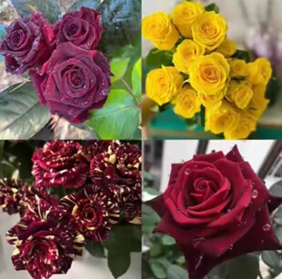 流星雨月季 变异品种暗红或条纹介意者勿拍月季花苗玫瑰花苗盆