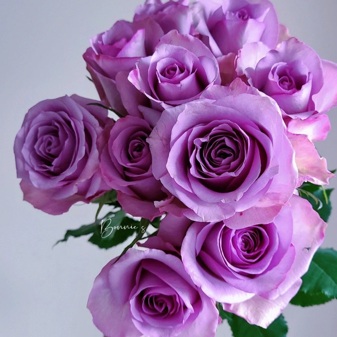 紫霞仙子  紫色切花月季花苗阳台庭院多 季开花玫瑰紫霞仙子玫瑰