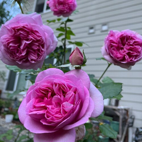 特大花庞巴度 浓香 阳台 庭院多季开花 抗病强 长势旺 灌木月季