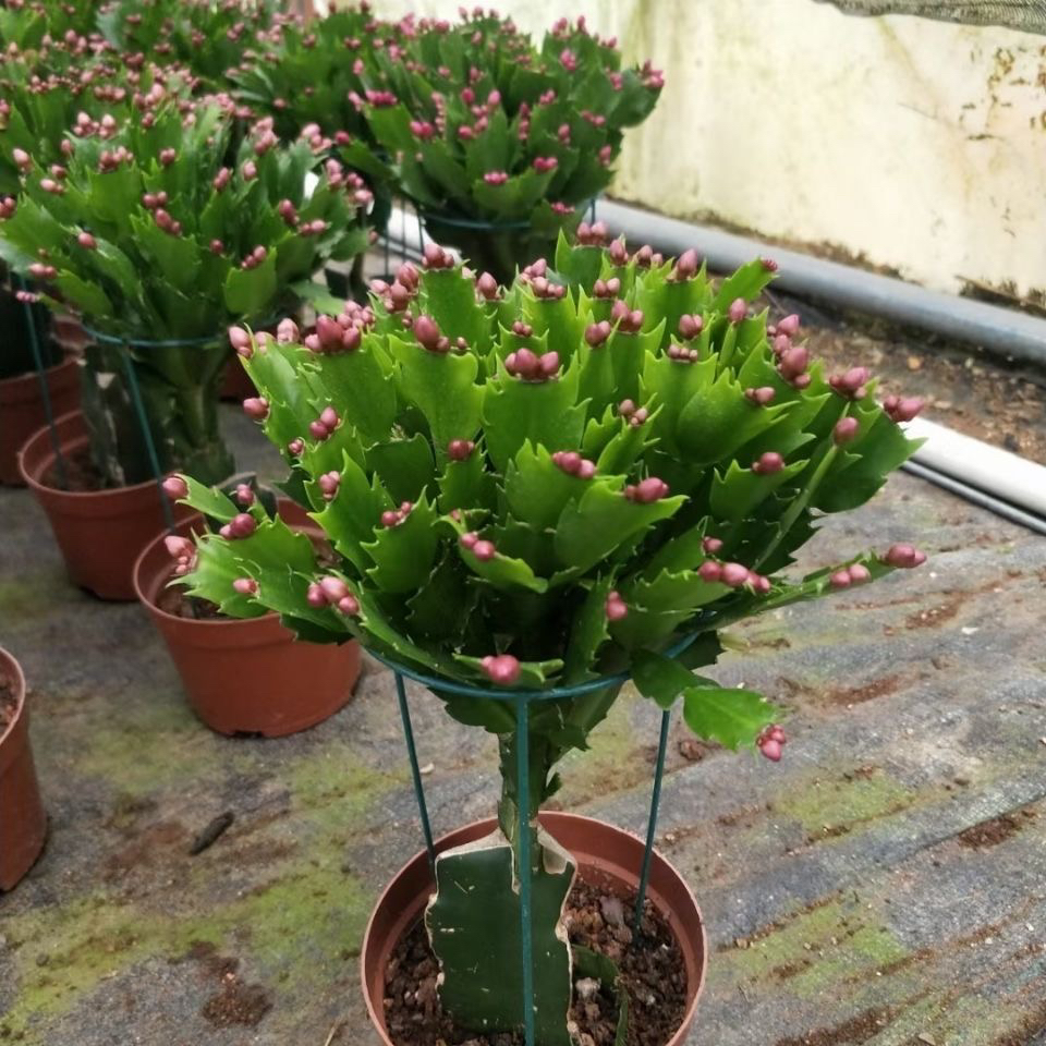 三角柱嫁接蟹爪兰花苗盆栽花卉四季开花绿植阳台室内耐寒植物