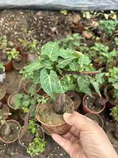 野生何首乌爬藤盆栽室内室外好养盆景中草药植物花卉