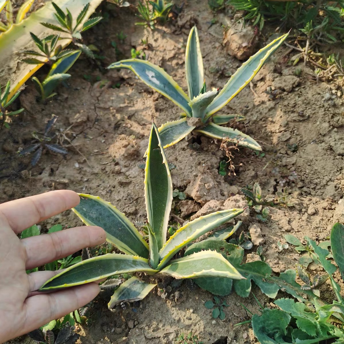 包邮多肉金边芦荟植物可药用带刺苗正品金边龙舌兰盆栽绿植大苗