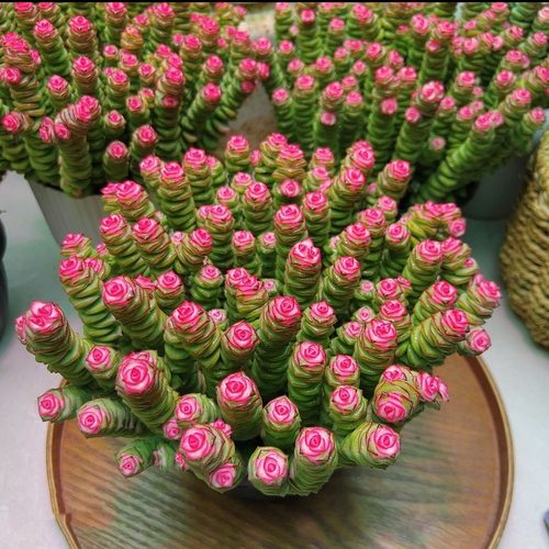 红心钱串锦桌面小盆栽招财多肉植物办公室内防辐射好养活