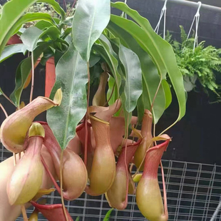 猪笼草盆栽趣味新奇吊盆植物大盆带笼子室内窗台招财寓意花
